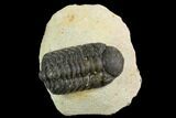 Bargain, Austerops Trilobite - Visible Eye Facets #119969-1